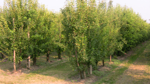 l'agricoltura è la ricchezza di questa terra