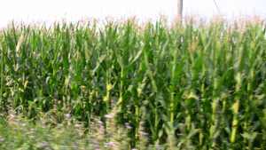 l'agricoltura è la ricchezza di questa terra