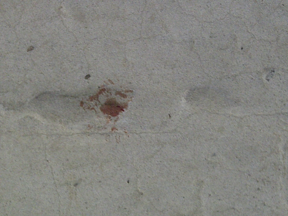 la macchia di sangue dove era poggiato il topo
