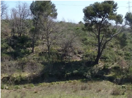 un immagine dell'area dove i FAZZARI-GULLACE vorrebbero farci la Discarica