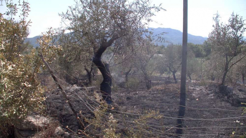 l'uliveto distrutto dalle fiamme [foto Ivg.it]