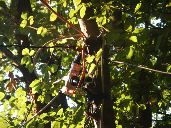 uno degli "allacci" appeso agli alberi...