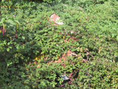 fusti abbandonati e ormai corrosi nella discarica dei veleni